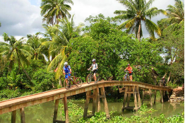 Coconut plantations